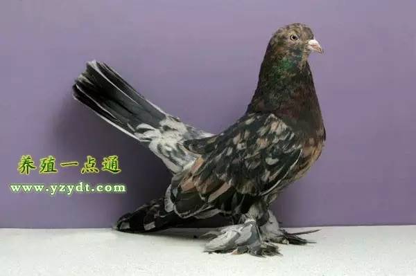 观赏鸽养殖赚钱吗,观赏鸽养殖市场前景分析