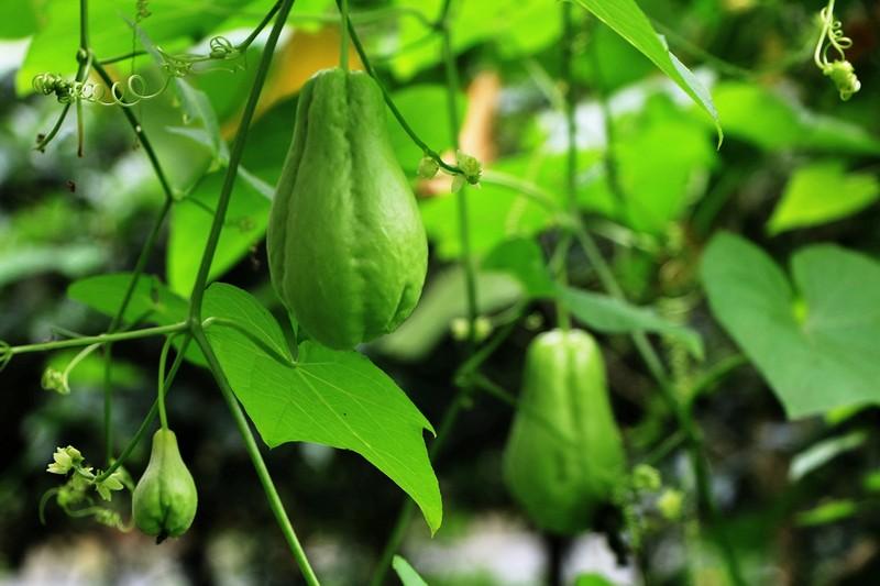 15岁斑秃中医辨证论治,21岁男生斑秃可以自愈吗