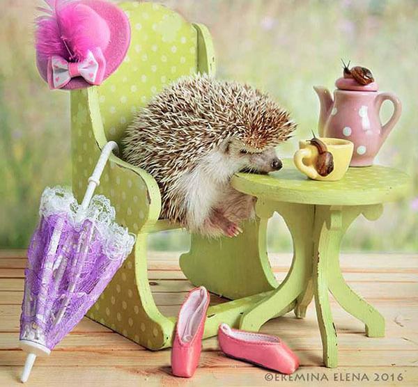 温柔可爱到爆的小刺猬,可爱呆萌小刺猬