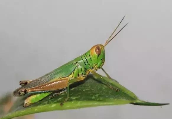 哪些虫子赚钱又好抓,农村常见的虫子哪些可以赚钱