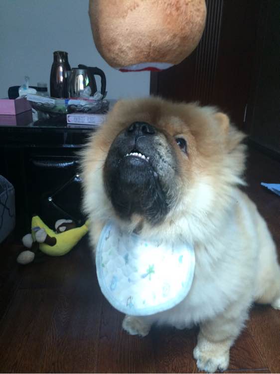 喝个酸奶都能踩空摔倒的笨狗，吃的比我都好！