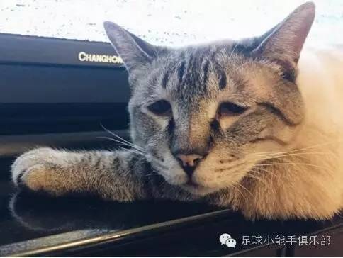 皇马vs拜仁16-17安切洛蒂,欧冠抽签拜仁球员反应