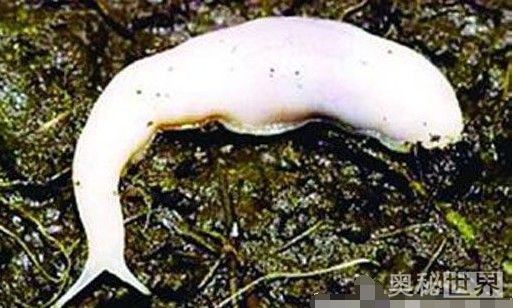 900米长的太空蛞蝓,比太空蛞蝓大的怪物有哪些