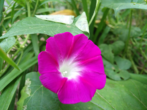 华为麦芒5吃鸡画质测评,华为麦芒拍照最好的手机