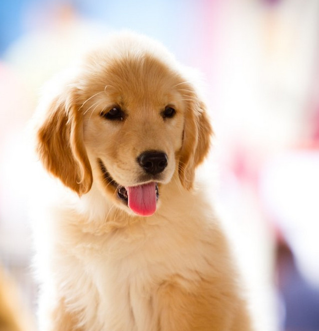 曾经通州的名片梨园狗市即将搬迁,狗狗们将何去何从?