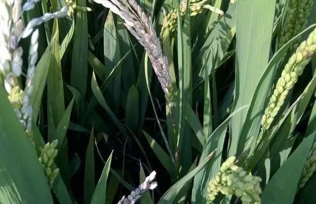 水稻白穗发生原因（完全版）