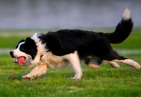 为什么有些边牧不聪明,有人怀疑边牧不聪明