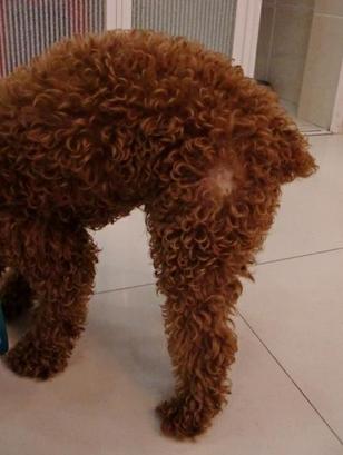 泰迪容易得皮肤病吗,泰迪得了皮肤病可以用艾叶洗澡吗