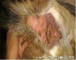 牛羊痘的症状,牛羊痘怎么预防