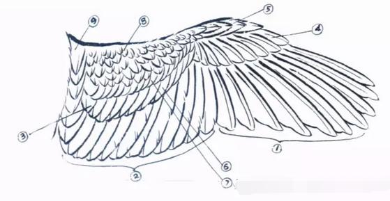 国画之鹰作品大全大图,国画大写意鹰图片大全