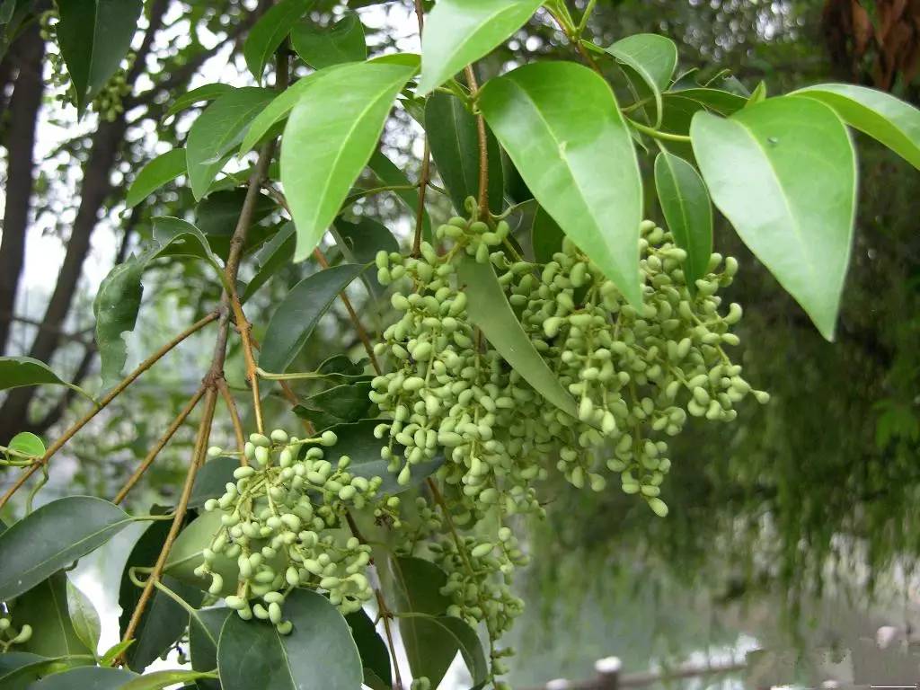 刚刚采摘的女贞子有何妙用,中草药女贞子图