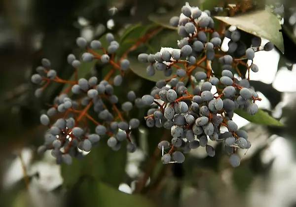 刚刚采摘的女贞子有何妙用,中草药女贞子图