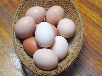 鸡能下几种颜色的鸡蛋,鸡蛋的颜色和鸡的品种有关