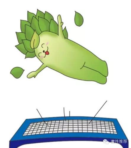 最丑争霸赛,最丑动物比赛