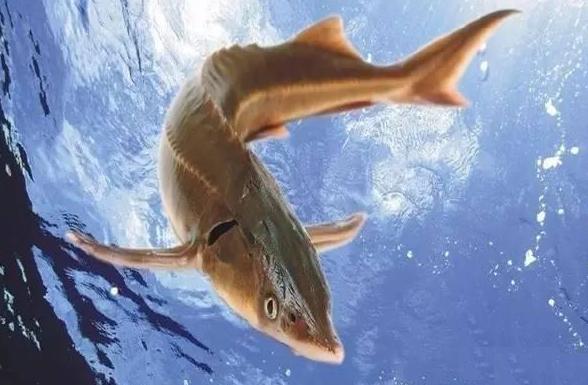 冬天钓鲟鱼的正确方法与技巧,钓鱼鲟鱼用什么钓