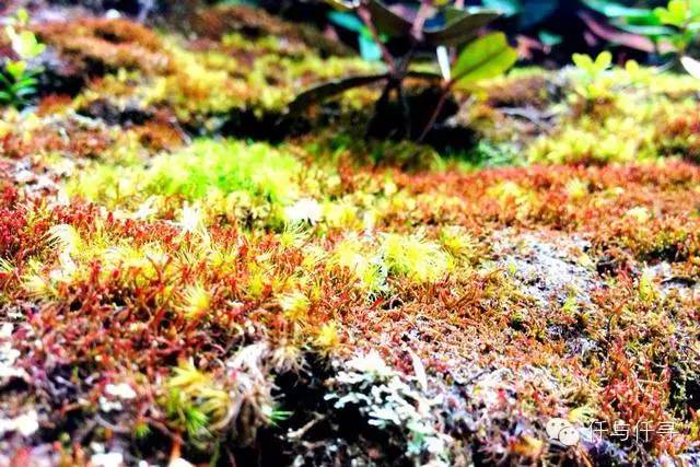 马来西亚pengerang旅游攻略,沙巴旅游自由行十大必去景点