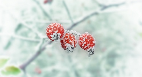 冷了才想起温暖,冷了才知道阳光的温暖