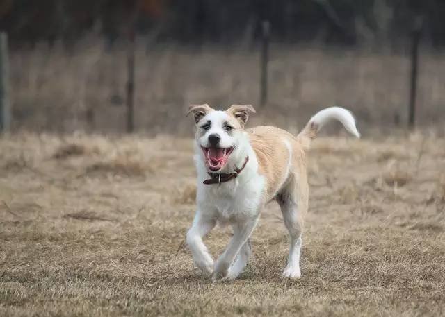土狗聪明吗忠心主人吗,中国比较聪明的土狗