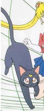 动漫卡通猫的名字,可爱动漫猫图片