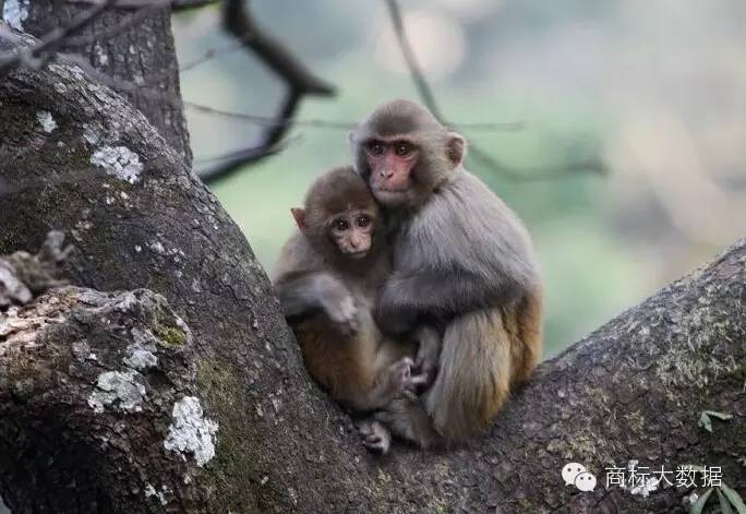 鐚村勾鍝佺墝鍛藉悕,鐚村勾鐚寸墝