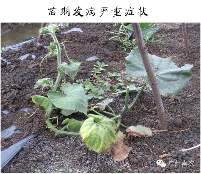 冬瓜病虫害特效药视频,西瓜秧枯萎病怎么治疗
