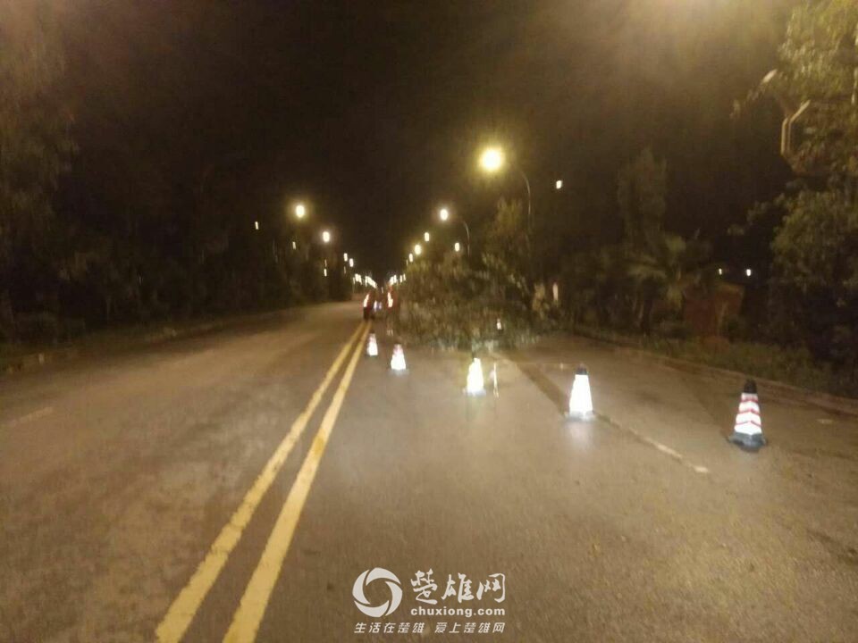 楚雄昨晚狂风大作电闪雷鸣，绿化植被损失惨重，小鸟尸横遍野