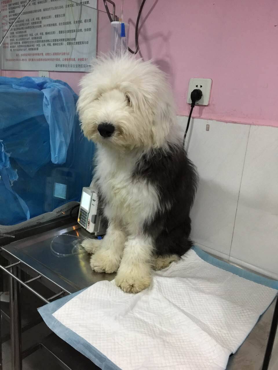 狗狗吃骨头得细小怎么办,狗狗吃骨头拉骨头怎么回事