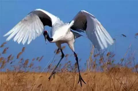 保定周边免费看红叶最佳旅游地点,保定周边一日游看红叶自驾游