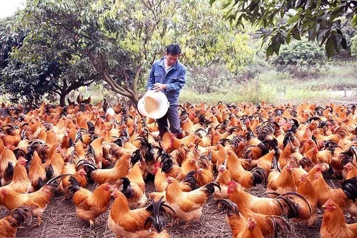 [食妞]锅用水晶的，水用冰泉的，你是什么鸡竟然如此大牌？