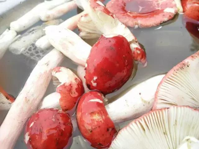 那一场刻骨铭心的毒菌风波