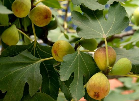 既能治疗痔疮又能食的草药,一味草药治痔疮特效