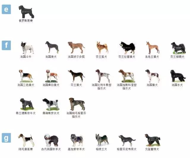 狗狗品种大全视频,狗狗品种大全萨摩耶