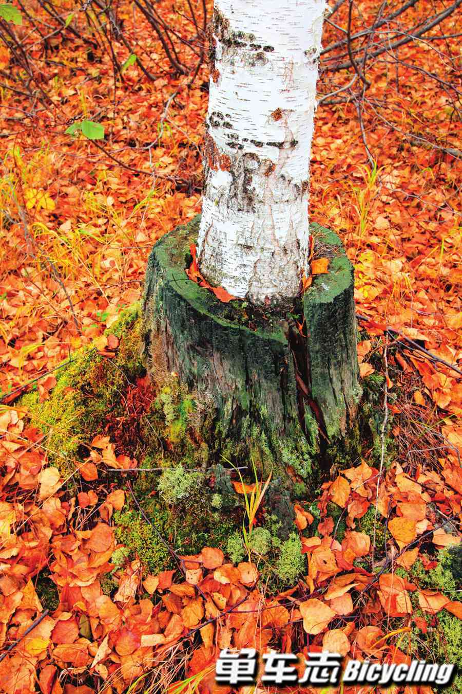 「梦从最北方开始」从漠河到黑河　见证大地之美