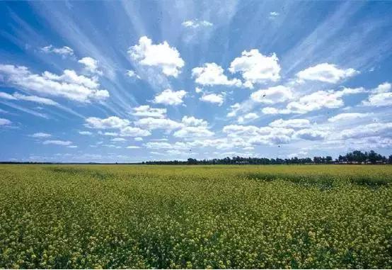 保定周边免费看红叶最佳旅游地点,保定周边一日游看红叶自驾游