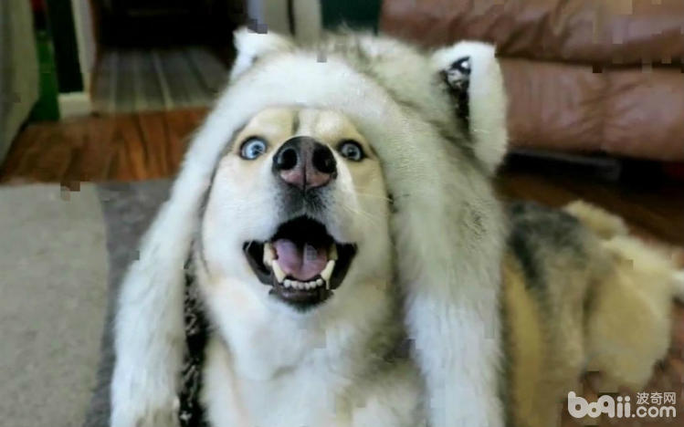 家里有宠物的人需要知道什么,如何介绍家里的宠物