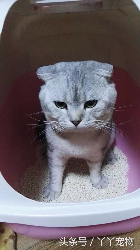 宠物狗布病怎么治疗,宠物常见疾病治疗及症状每日分享