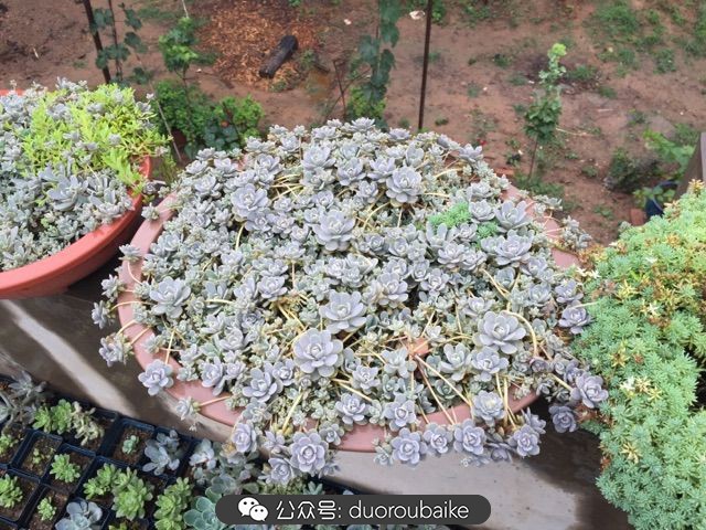 当多肉普货养出颜值，让所谓的韩货欧货都羞涩万分！