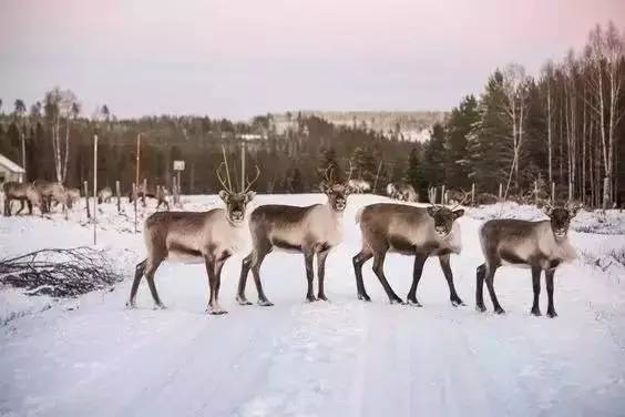 这个北欧妹子所拥有的普通生活，很多人一辈子都没法过