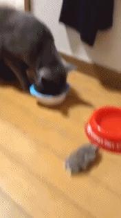 适合学生党的可爱活泼小仓鼠,学生党的小型仓鼠10元