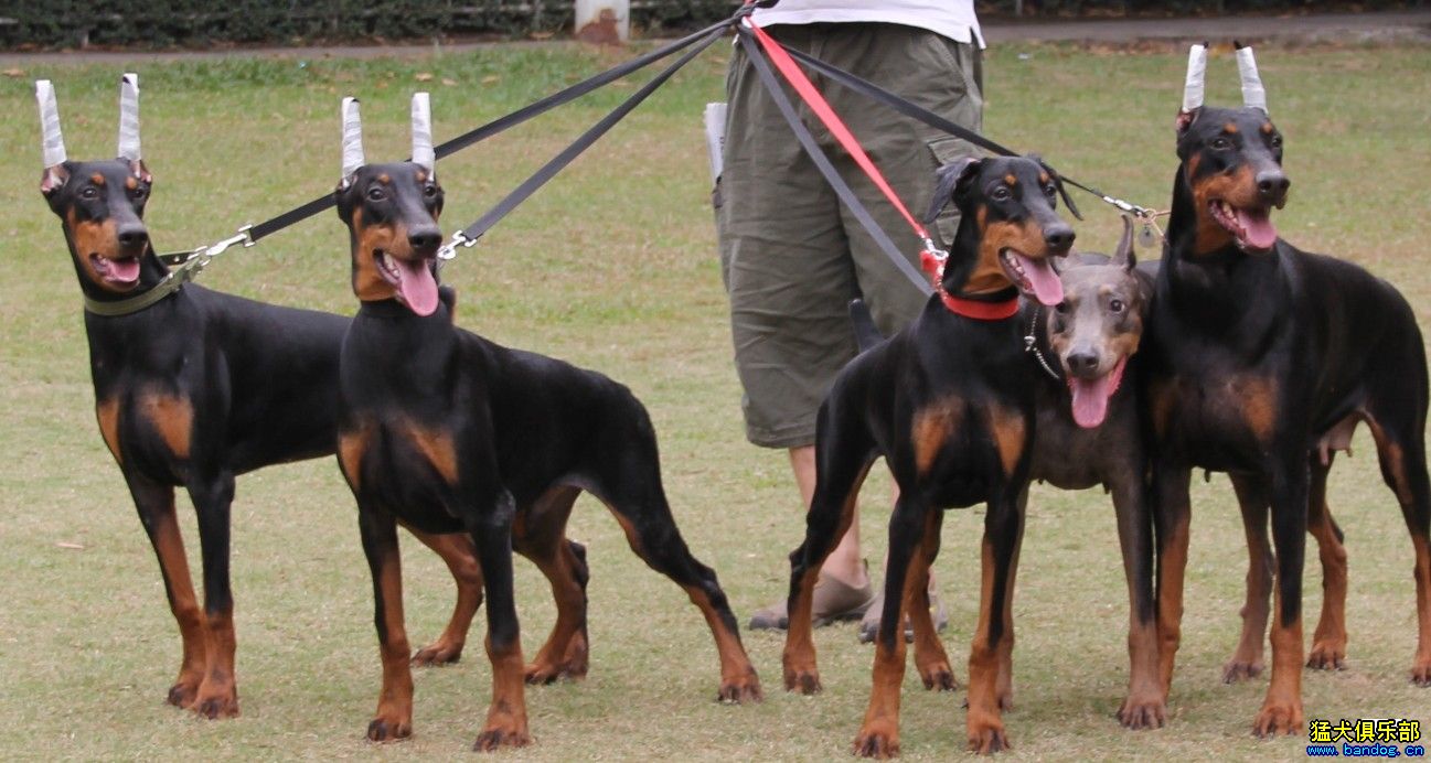 杜宾是去医院剪耳断尾吗,家养杜宾可以不剪耳和断尾吗