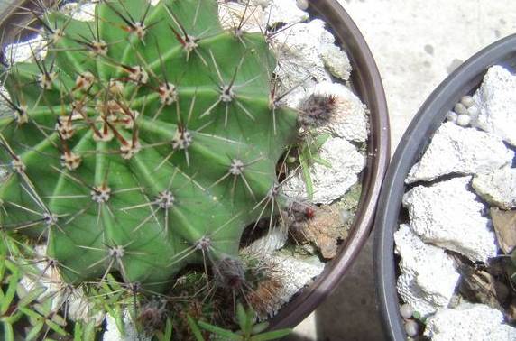 仙人球最常见的品种，你能认识几个？