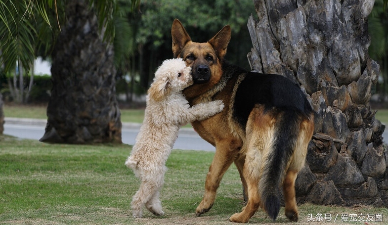 东德牧羊犬和德国牧羊犬有区别吗,牧羊犬详细介绍