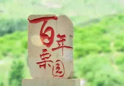 北京正大蛋鸡品种,农京1号蛋鸡