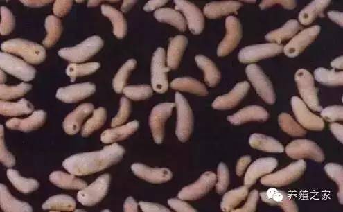 最全羊寄生虫病图谱及治疗处方（珍藏版）？