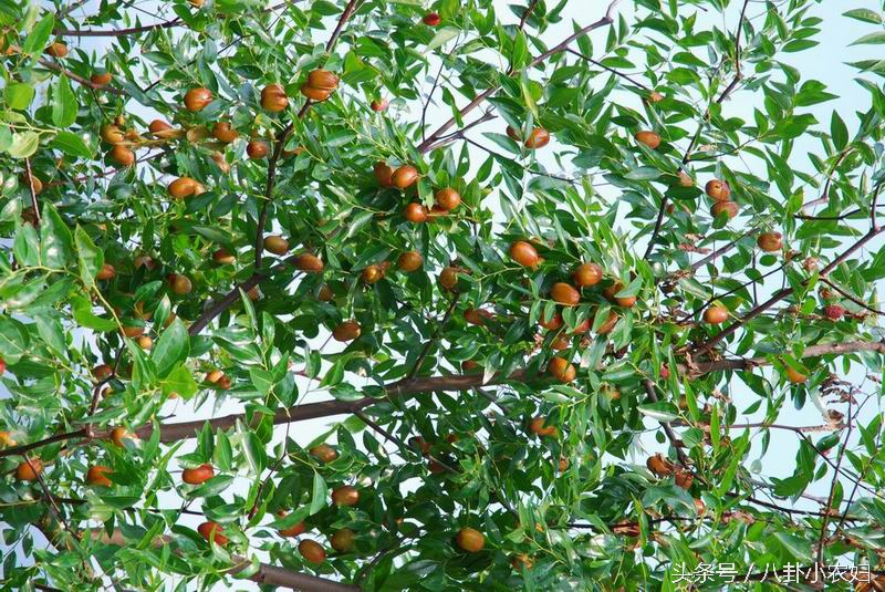 你们看看这枣子长得像小葫芦吗?这就是传说中的葫芦枣