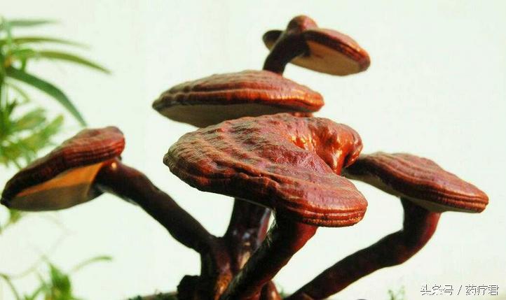 “不死神药”仙灵芝，到底有多神奇！