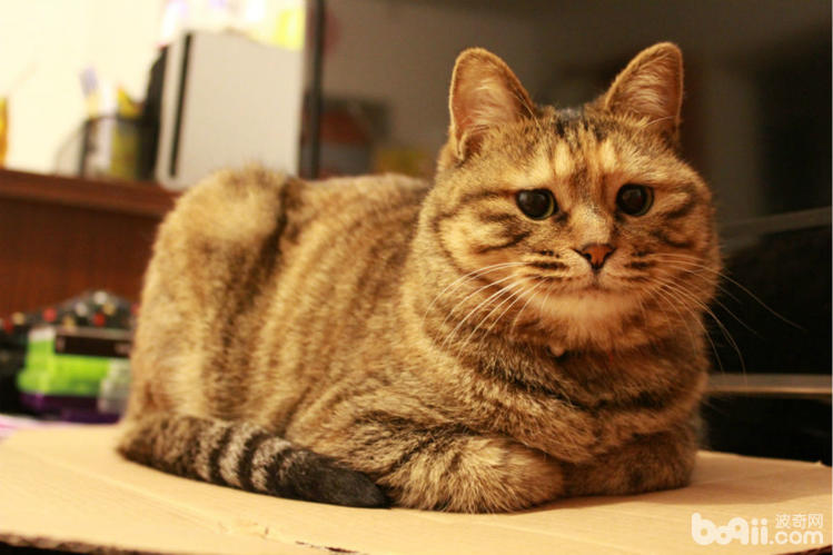 家里有宠物的人需要知道什么,如何介绍家里的宠物