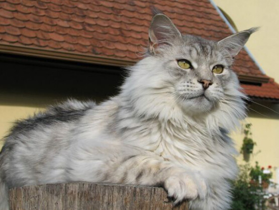 缅因库恩猫白色,缅因库恩猫很少人养