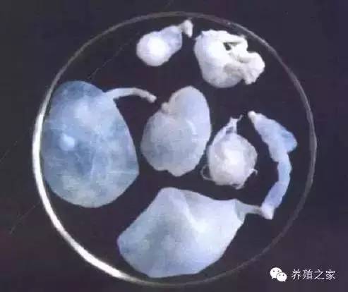 最全羊寄生虫病图谱及治疗处方（珍藏版）？