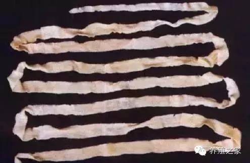 最全羊寄生虫病图谱及治疗处方（珍藏版）？